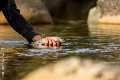 fly fisherman releasing a rainbow trout in a river