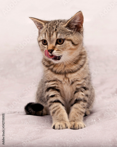 Beautiful scottish straight kitten looking up on grey background © Inna