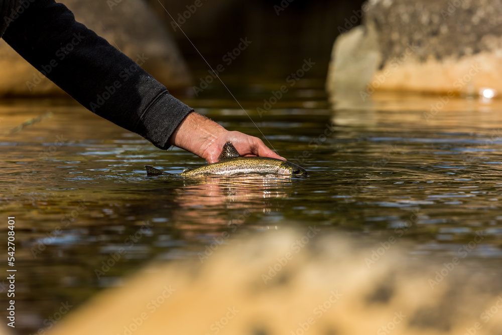 fly fisherman holding a rainbow trout in a river