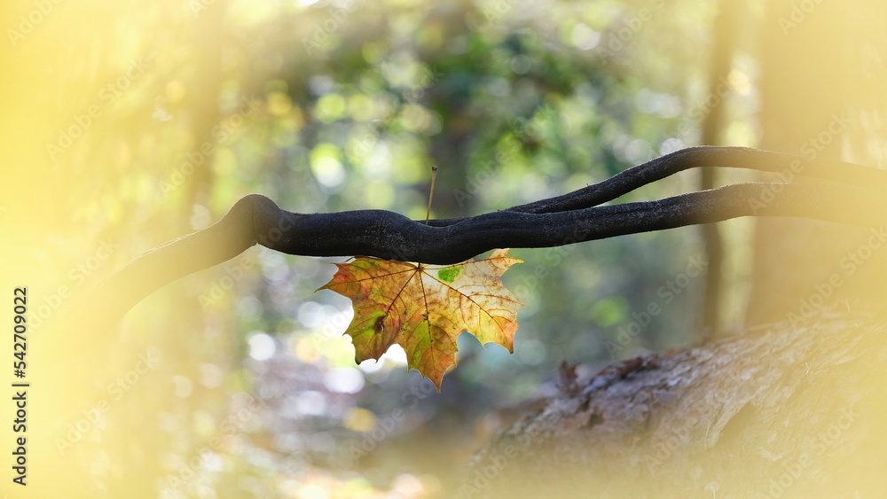 custom made wallpaper toronto digitalEin Blatt von Spitzahorn (Acer platanoides) in Herbstfarben hängt an einem dunklen Ast umgeben von unscharfen Hintergrund mit Bokeh.