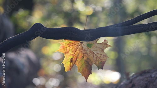 Wallpaper Mural Ein Blatt von Spitzahorn (Acer platanoides) in Herbstfarben hängt an einem dunklen Ast umgeben von unscharfen Hintergrund mit Bokeh. Torontodigital.ca