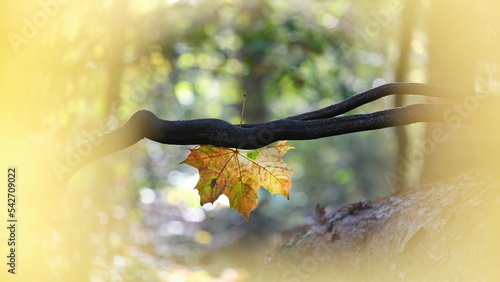 Wallpaper Mural Ein Blatt von Spitzahorn (Acer platanoides) in Herbstfarben hängt an einem dunklen Ast umgeben von unscharfen Hintergrund mit Bokeh. Torontodigital.ca