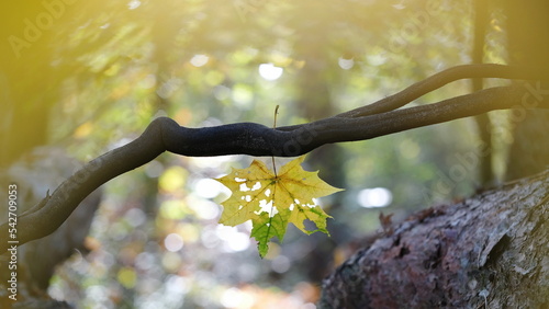 Wallpaper Mural Ein Blatt von Spitzahorn (Acer platanoides) in Herbstfarben hängt an einem dunklen Ast umgeben von unscharfen Hintergrund mit Bokeh. Torontodigital.ca