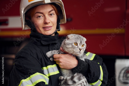 Cute grey colored scottish fold cat is in the hands of woman's firefighter that is in uniform at work in department