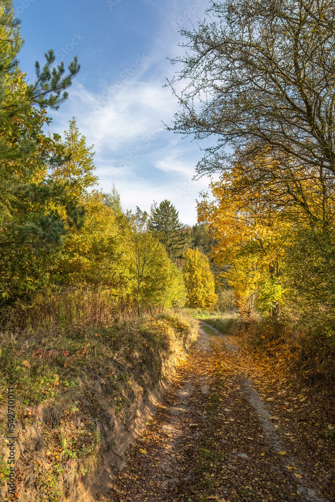 Road through autumnal countryside with colorful trees