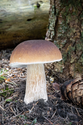 Detail shot of amazing edible cep mushroom