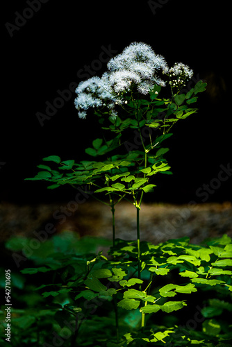 Akeleiblättrige Wiesenraute, Waldblume, Waldpflanze,  photo