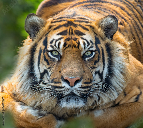 Sumatran tiger (Panthera tigris sondaica) portait, captive.