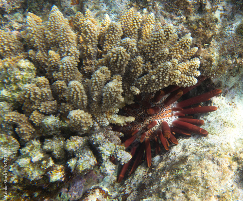 View of pencil urchin behind corals photo