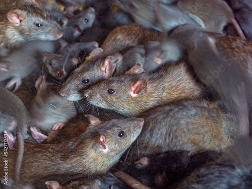 Brown rats (Rattus norvegicus) large group in farm barn. photo