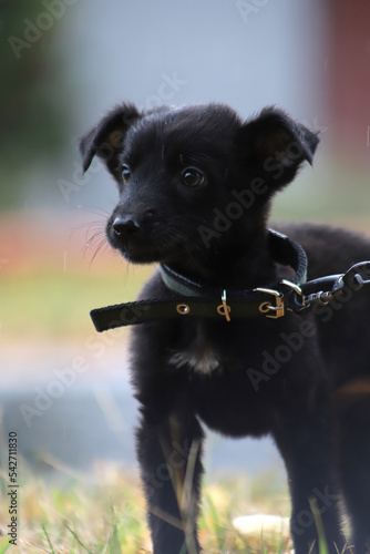 Portrait of a black puppy in cloudy weather outdoors. A black mongrel puppy .