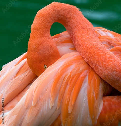 American flamingo (Phoenicopterus ruber) head tucked between wings while preening feathers. Captive.  photo