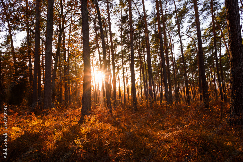 Obraz premium Sun rays shining between trees in pine forest with fern in autumn