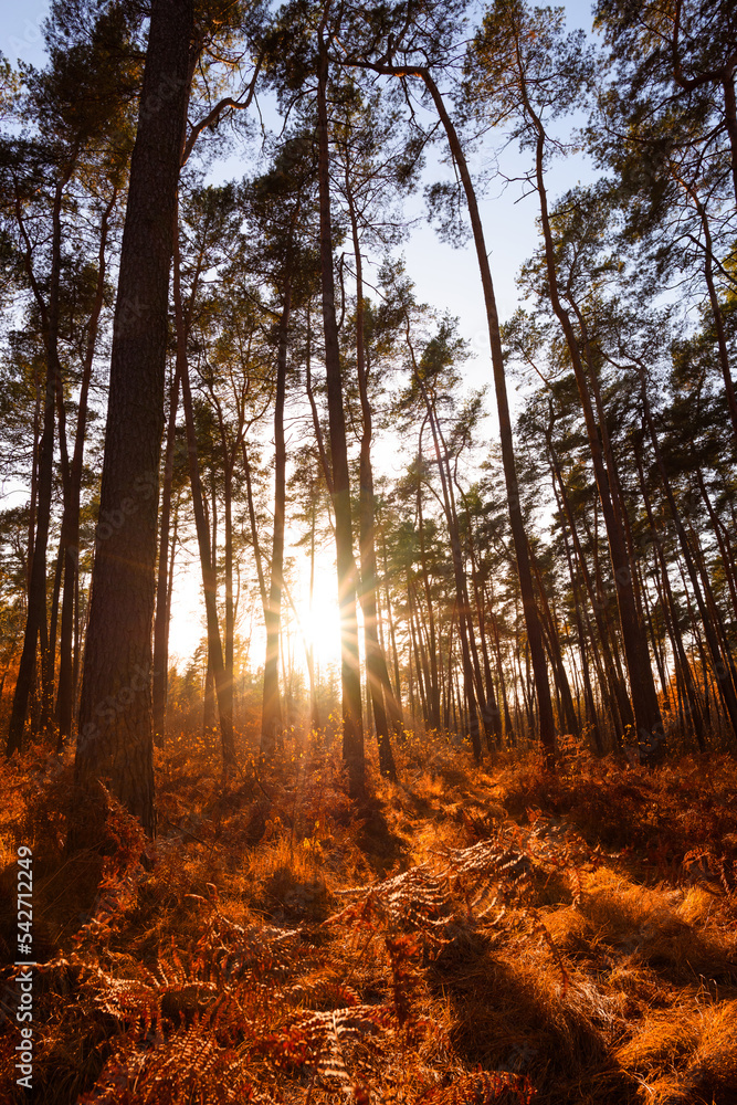 Fototapeta premium Sun rays shining between trees in pine forest with fern an grass in autumn