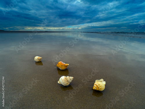 Common whelk (Buccinum undatum) shells washed up on Titchwell Beach under a stormy sky, Norfolk, UK. October 2018. 