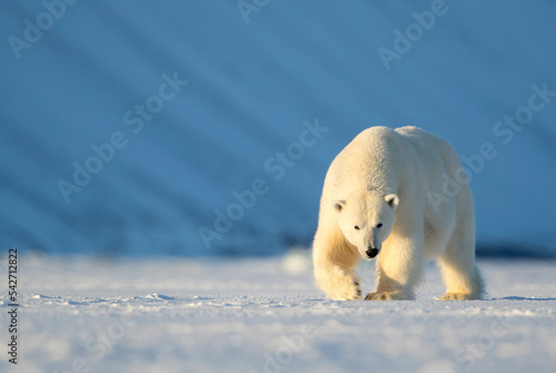 Polar bear (Ursus maritimus) female walking across ice. Svalbard, Norway, April. 