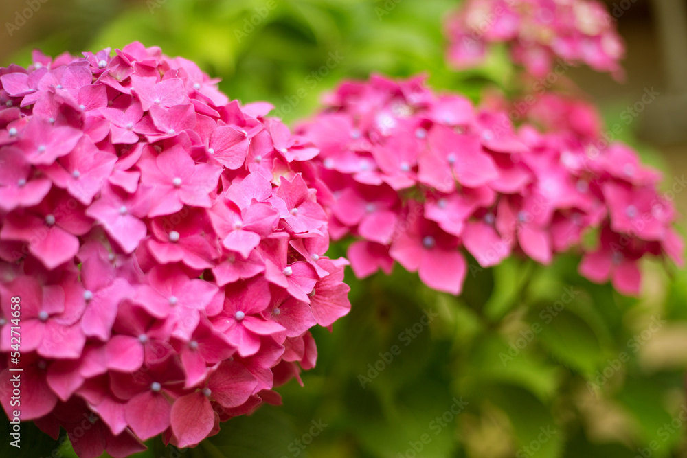 Close up vivid pink hortensia fresh flowers blur background.