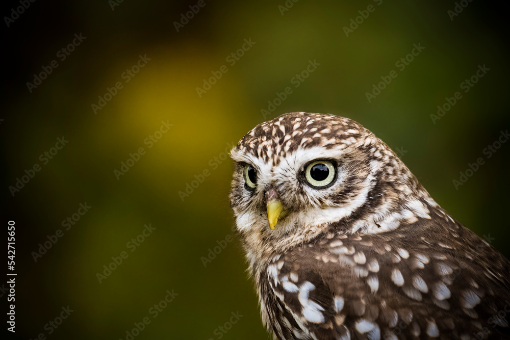 Little owl in close up with dark background Little owl in close up with dark background