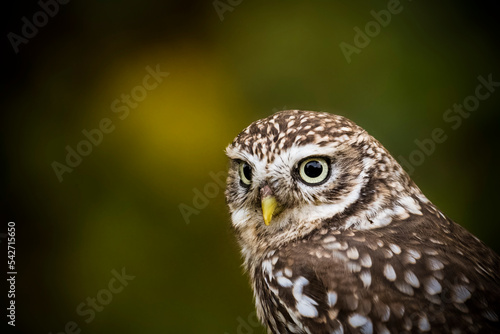 Little owl in close up with dark background