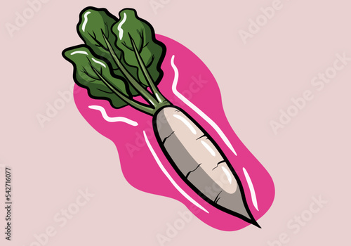 Hand drawn daikon radish with green stem isolated vegetable root. Vector horseradish rhizome plant.