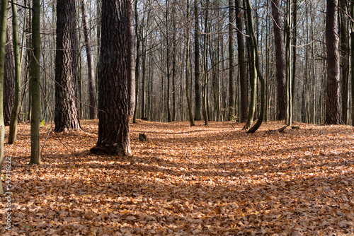 Naked autumn forest. Tree trunks in autumn forest with dry fallen leaves in sunlight