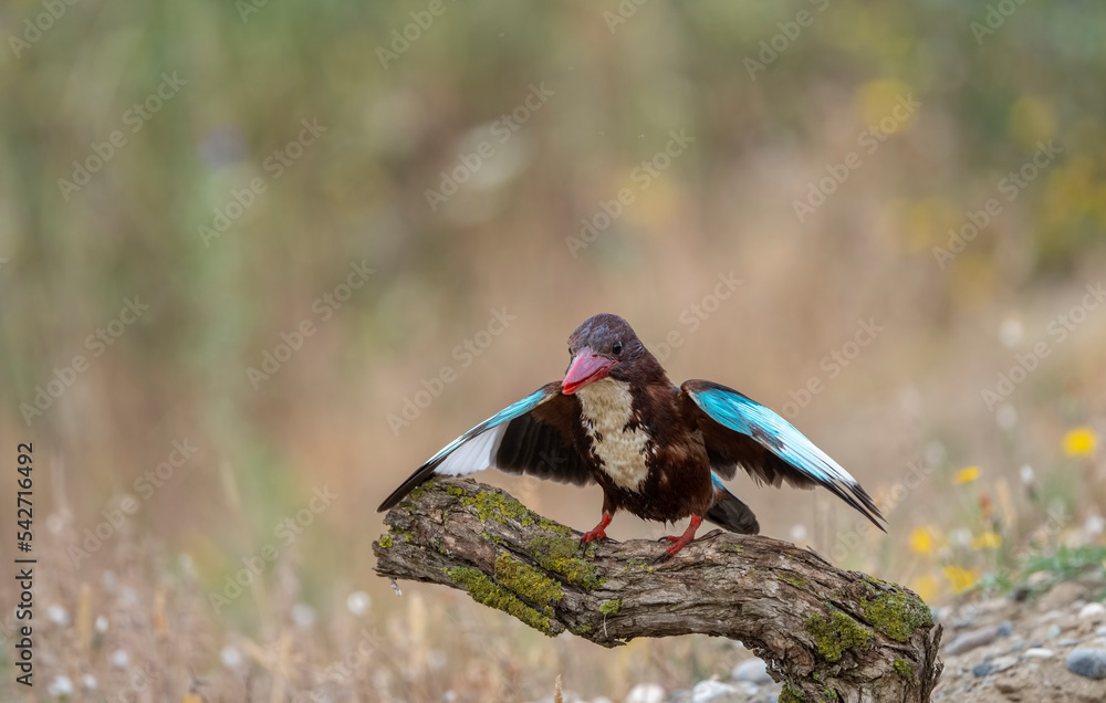 Halcyon smyrnensis ; Turkish name is Izmir Kingfisher Halcyon smyrnensis ; Turkish name is Izmir Kingfisher