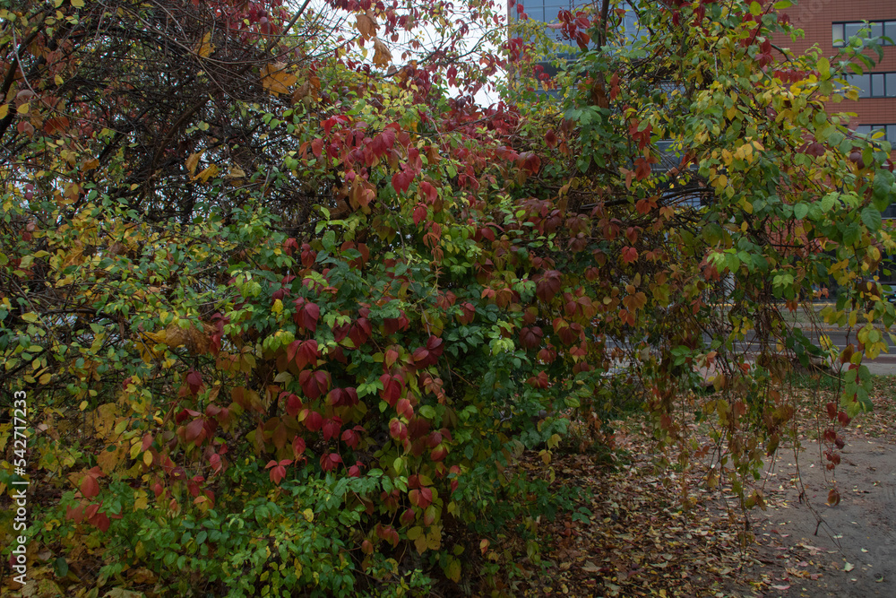 A bush stands by the road in the fall A bush stands by the road in the fall