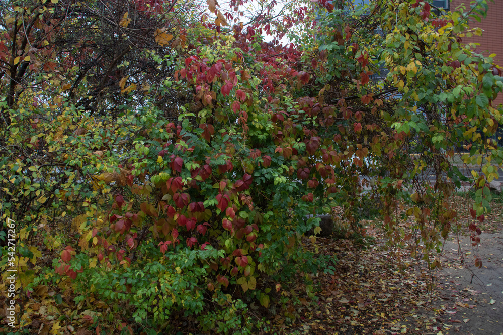 A bush stands by the road in the fall