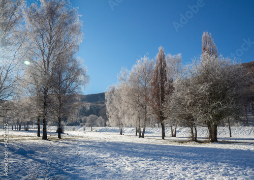 snowy mountain forest in the park of Laceno Italy