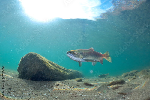 Underwater photography of Kokanee salmon in Lake Kussharo, Hokkaido in autumn photo