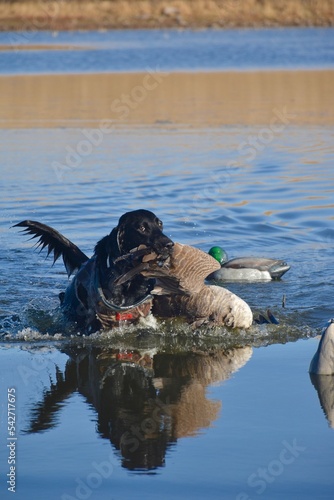 Labrador retrieving a goose 