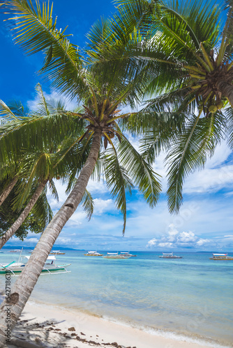 Scenic photo framed by coconut trees tilted towards the beach. Multiple outrigger boats docked near the shore. At Dumaluan Beach in Panglao Island, Bohol, Philippines.