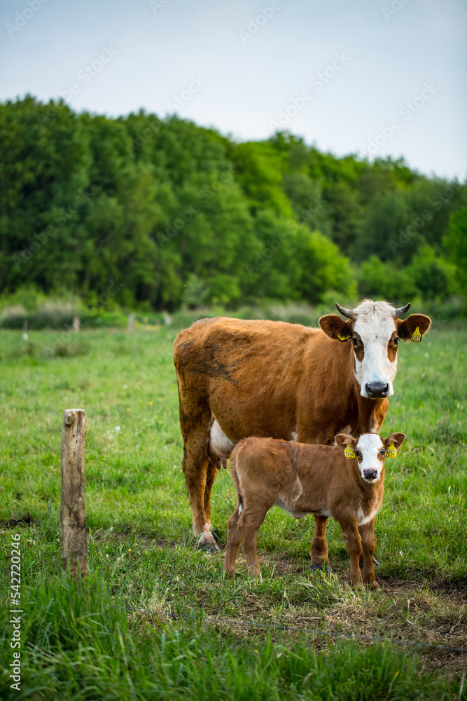old cow and calf in the meadow