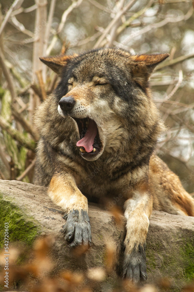 Fototapeta premium grey wolf canis lupus yawning in a forest