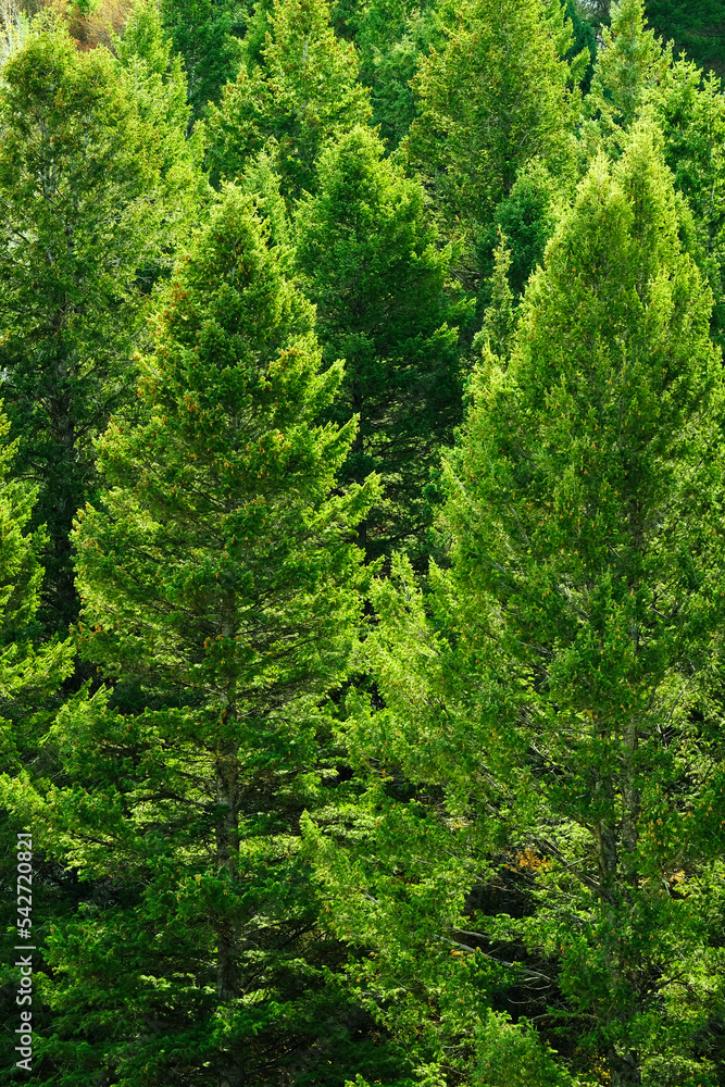 Pine Trees Forest in Mountains Lush Green Foliage Pine Trees Forest in Mountains Lush Green Foliage
