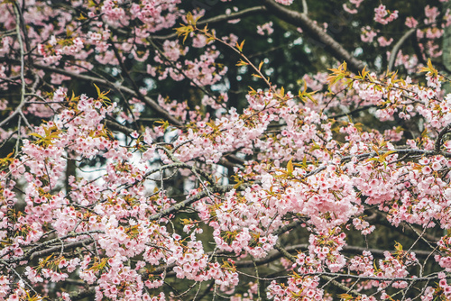 Cherry blossoms in Kyoto in the temples of Daigo Ji 10 April 2012 photo