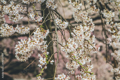 Cherry blossoms in Kyoto in the temples of Daigo Ji 10 April 2012 photo