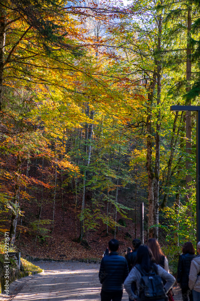 Germany, Neuschwanstein Castle, autumn, maples, forest trail, maple forest trail Germany, Neuschwanstein Castle, autumn, maples, forest trail, maple forest trail