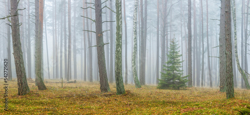 Fototapeta Naklejka Na Ścianę i Meble -  Mglisty poranek w lesie na Mazurach