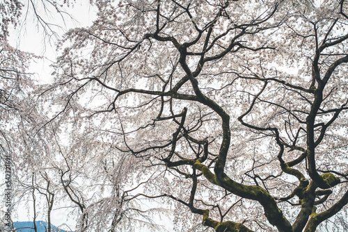 Cherry blossoms in Kyoto in the temples of Daigo Ji 10 April 2012 photo