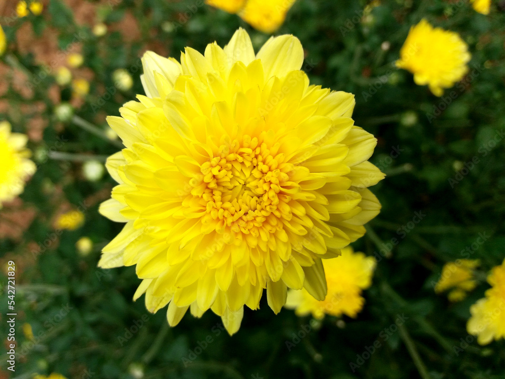 Samanthi Flower using function Samanthi Flower using function