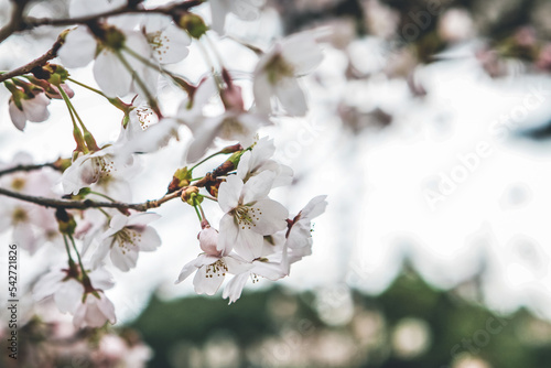 Cherry blossoms in Kyoto in the temples of Daigo Ji 10 April 2012 photo