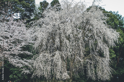 a Cherry blossoms in Kyoto in the temples of Daigo Ji, photo