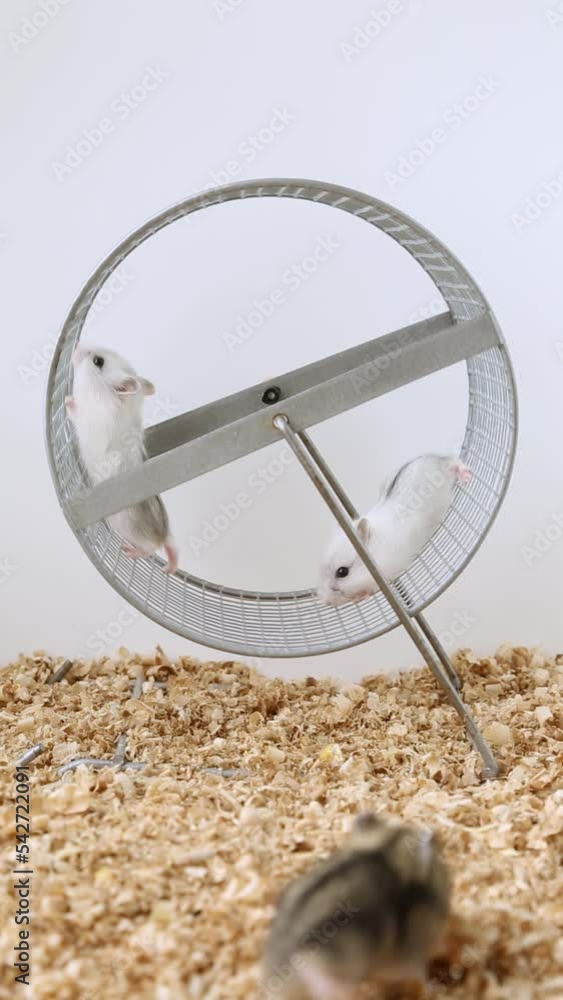 Vidéo Stock Two fluffy hamsters crawl on the wheel. Charming white mice