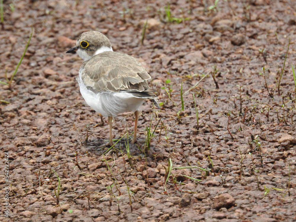Fototapeta premium The collared plover