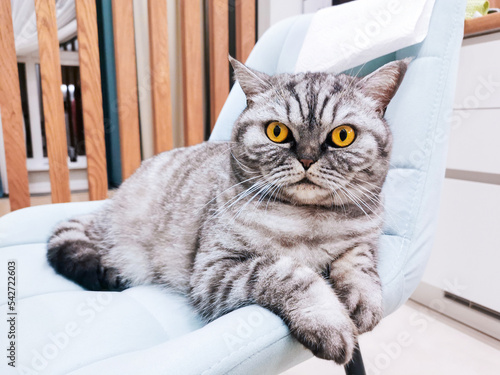A striped Scottish cat with huge yellow eyes lies in a chair.
