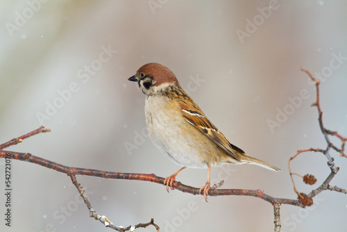 tree sparrow Passer montanus sitting on a branch blurred background winter time winter frosty day © Marcin Perkowski