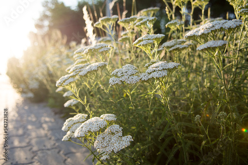 White flowers of achillea  herb growing at the edge of a road photo