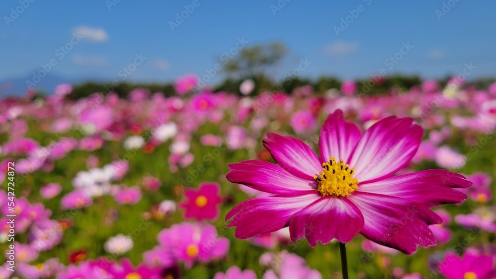 pink cosmos flower pink cosmos flower