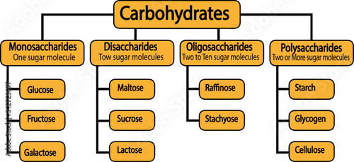 Types of carbohydrates. Carbohydrates And Their Types. Vector illustration.